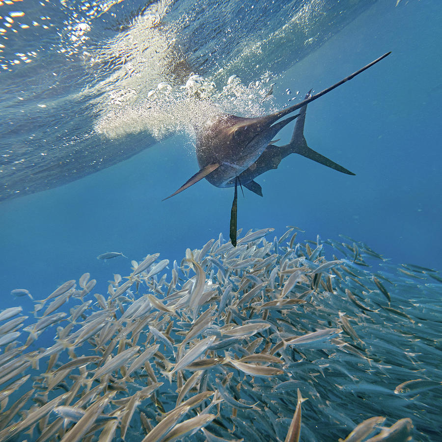 Wildlife Photograph - Sailfish and sardines, Isla Mujeres, Mexico by Tim Fitzharris