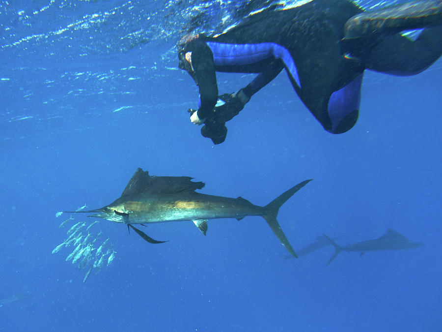 Wildlife Photograph - Sailfish, diver and sardines, Isla Mujeres, Mexico by Tim Fitzharris