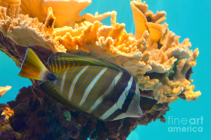 Sailfish Tang Tropical Fish Photograph by Mary Deal