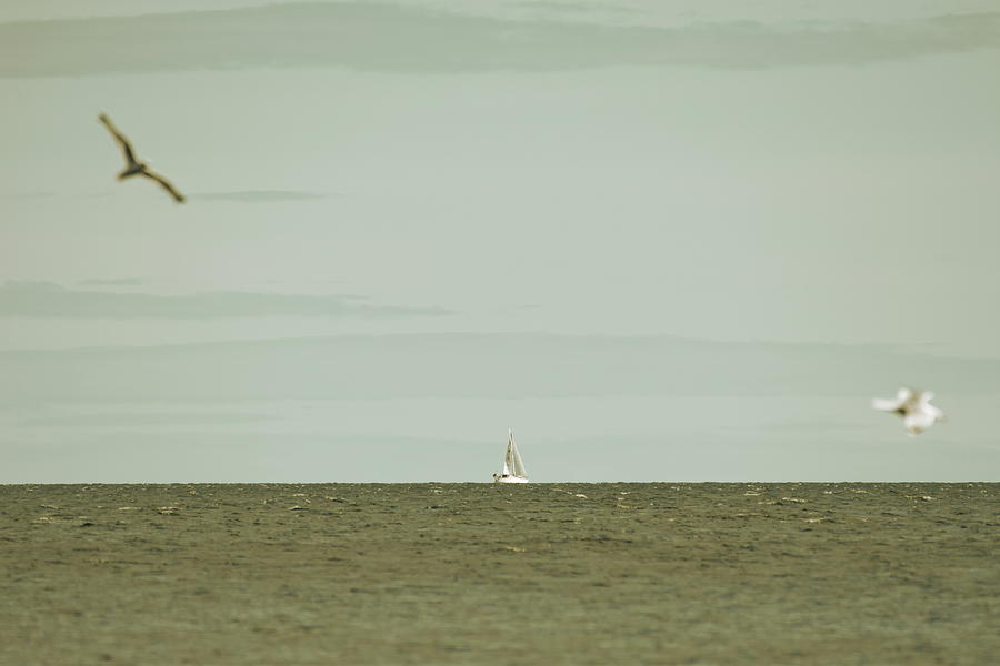 Sailing yacht and seagulls on a summer day - duotone Photograph by Ulrich Kunst And Bettina Scheidulin