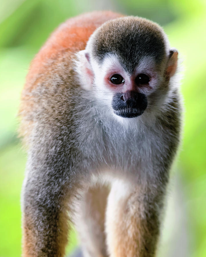 Saimiri Oerstedii Citrinellus Photograph by Felipe Correa Pixels