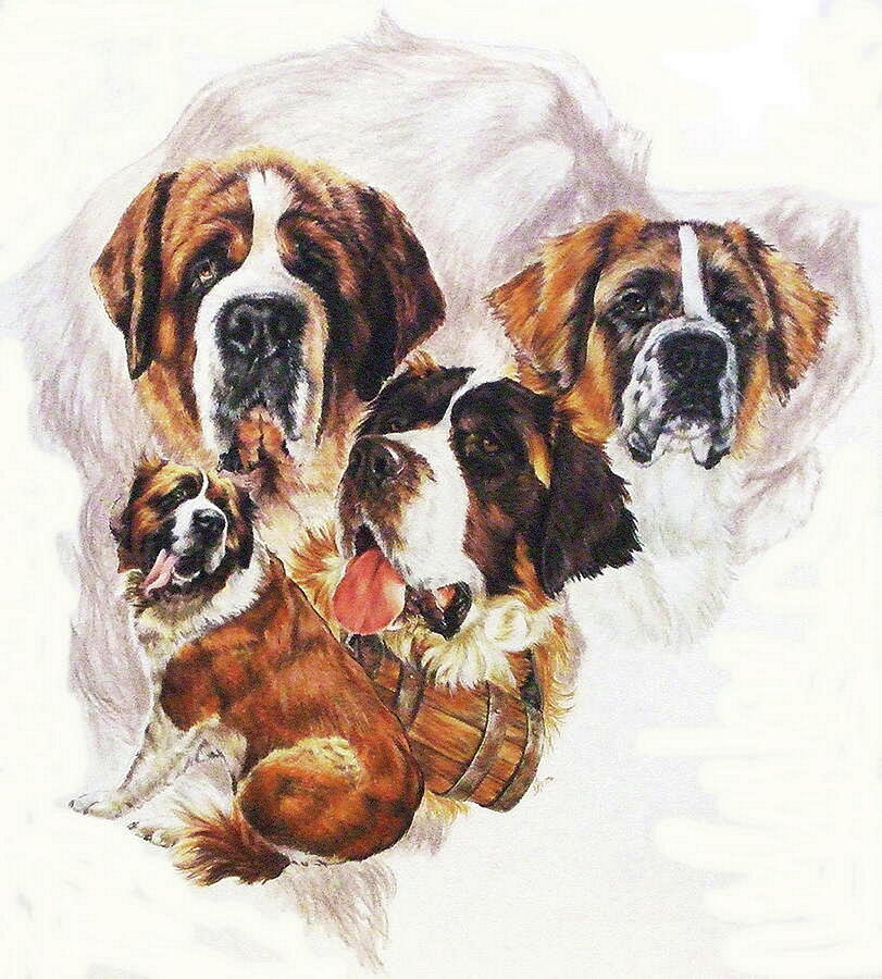 Dog Mixed Media - Saint Bernard Grouping by Barbara Keith