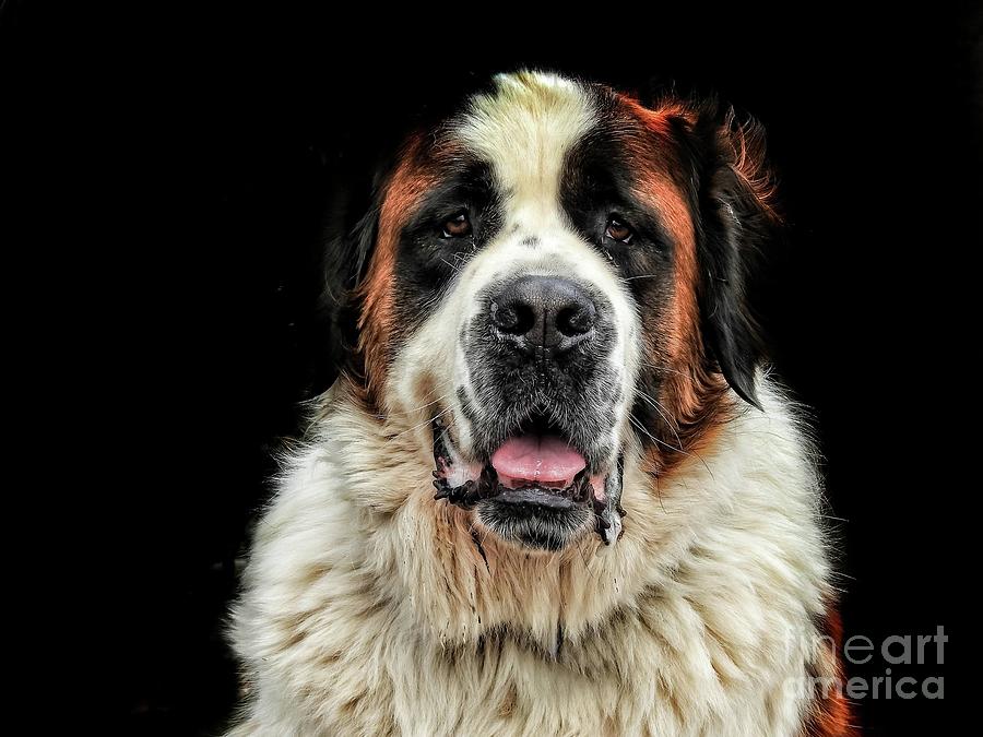 Saint Bernard Portrait Photograph by Kat Gail - Fine Art America