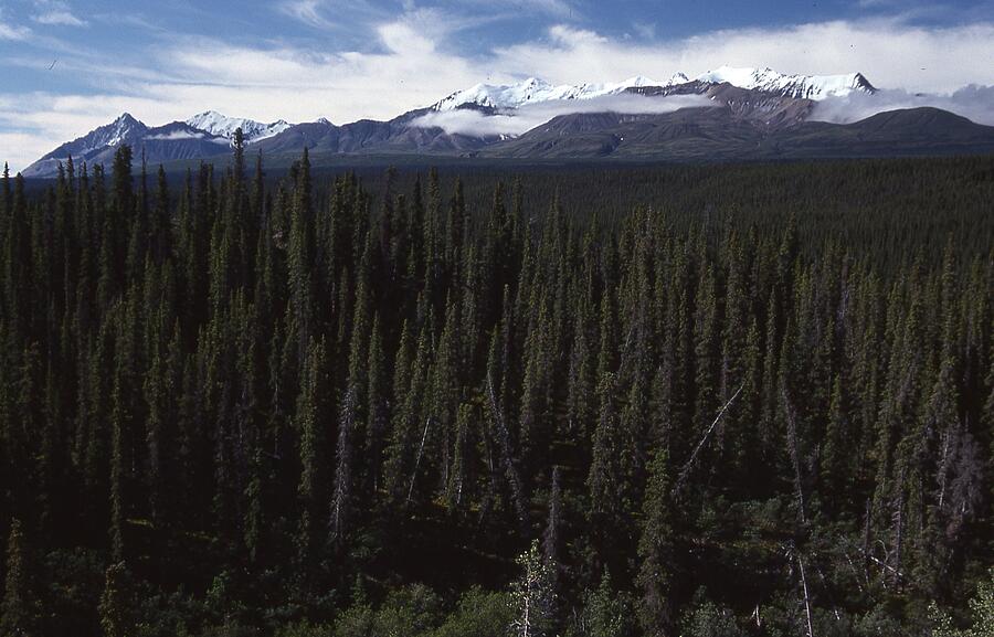 Saint Elias Mountains Alaska Photograph by Lawrence Christopher