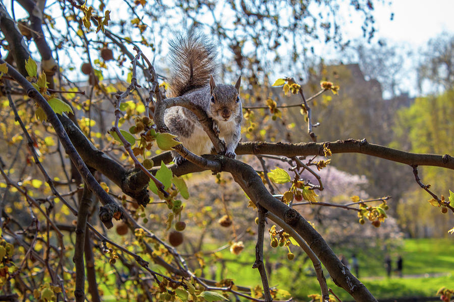 Saint James Squirrel Photograph by Double AA Photography
