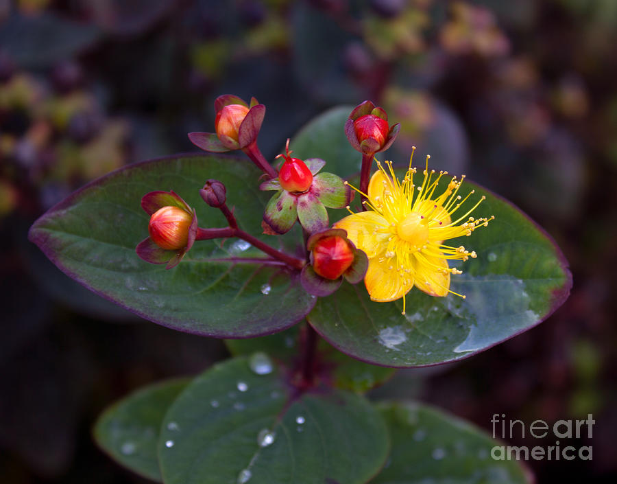 Saint Johns Wort and Berries Photograph by Sea Change Vibes