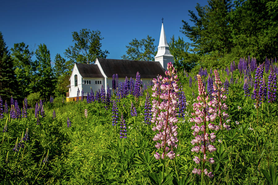 Flower Photograph - Saint Matthews in the Lupines in Sugar Hill by Jeff Folger