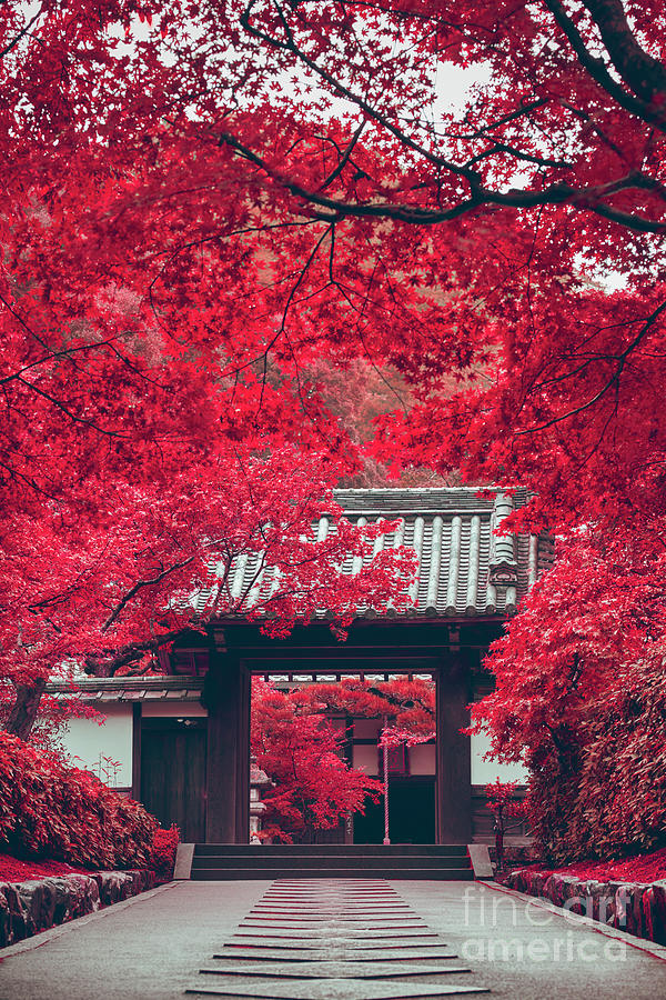 Japanese red forest traditional gates 05095 Photograph by Organic ...