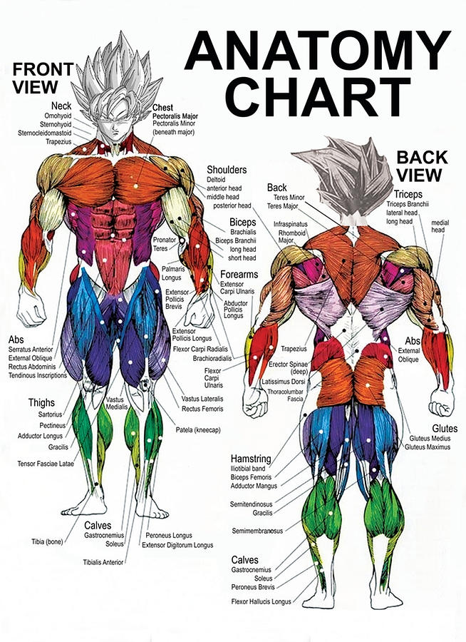 Saiyan Anatomy Chart Muscle Diagram Anime Workout Digital Art by