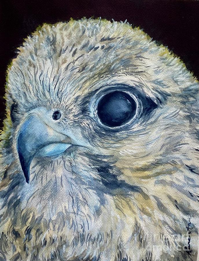 Saker Falcon Pastel by Karen Ann