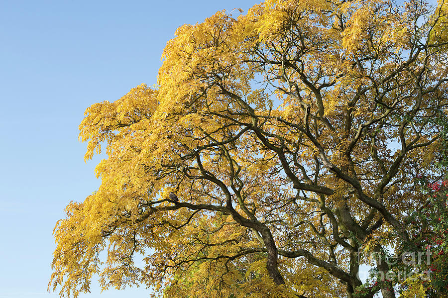 Tree Photograph - Sakhalin Corktree in Autumn  by Tim Gainey