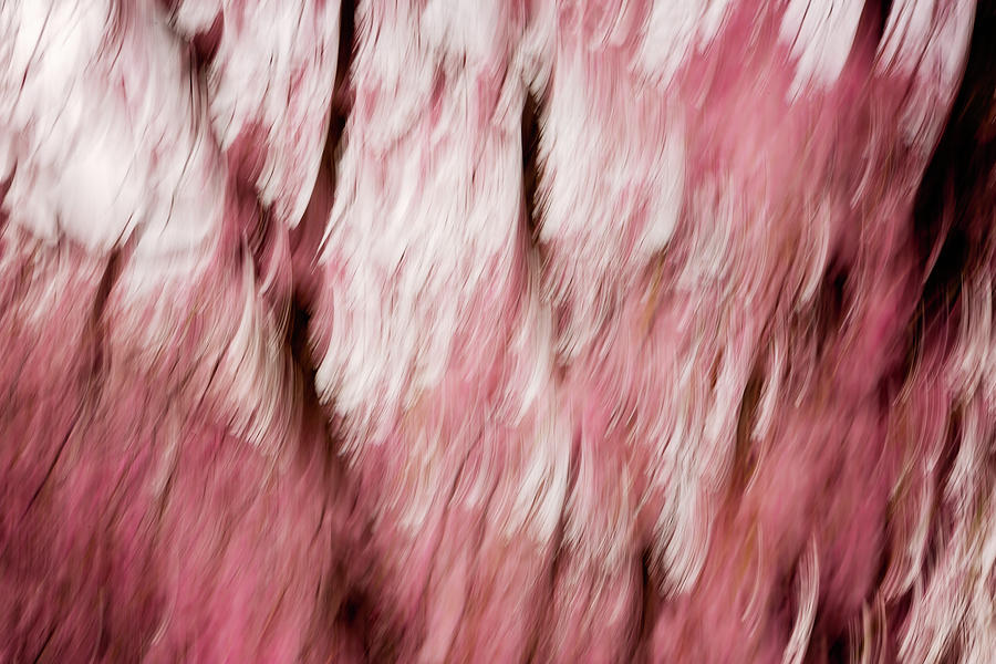 Sakura #3 Photograph by Yancho Sabev Art