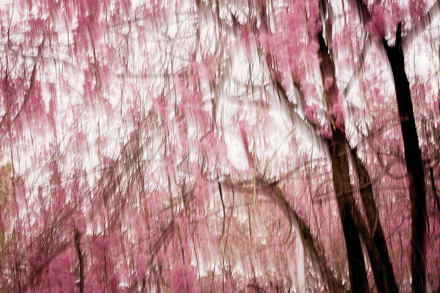 Sakura #5 Photograph by Yancho Sabev Art