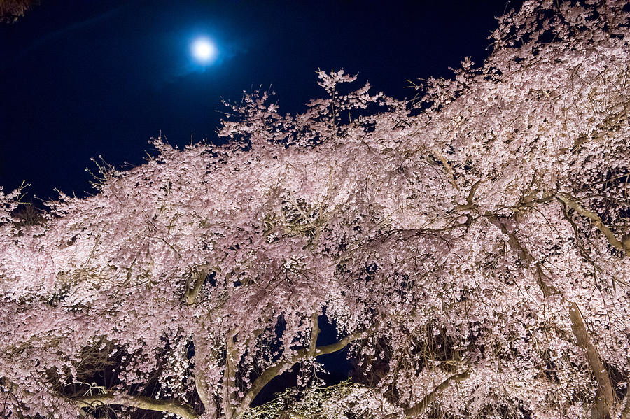 Sakura and the full moon Photograph by I love Photo and Apple.