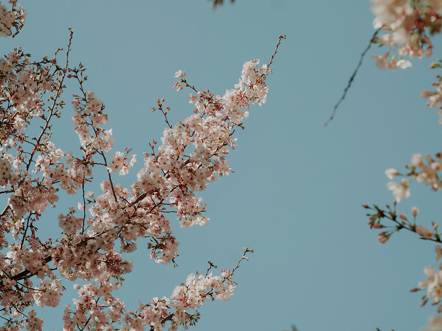 Nature Photograph - Sakura Blooms 3 by Katlyn Reynolds