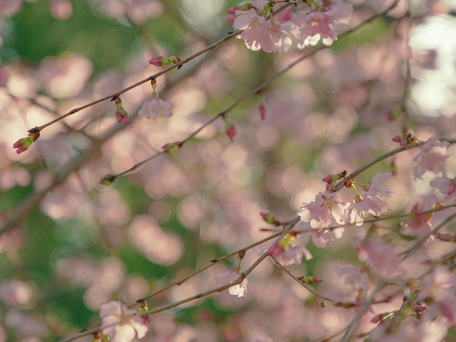 Nature Photograph - Sakura Blooms 4 by Katlyn Reynolds