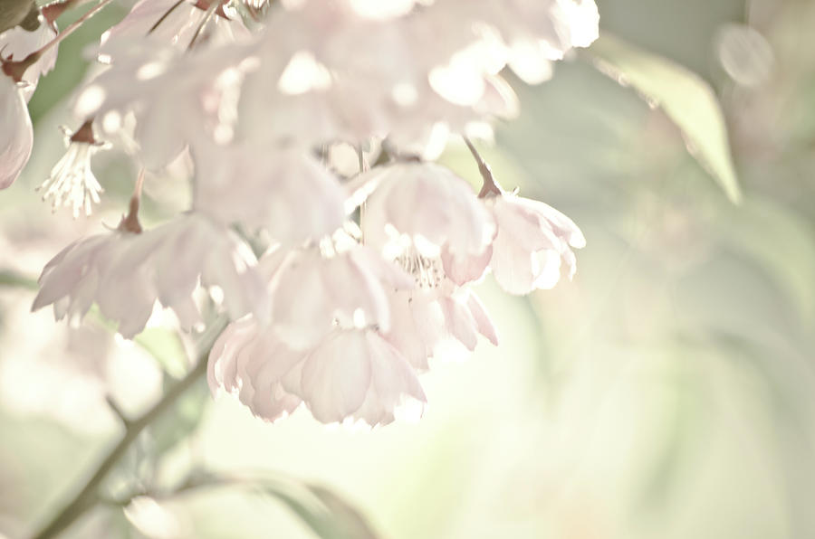 Sakura blossom Photograph by Adelaide Lin