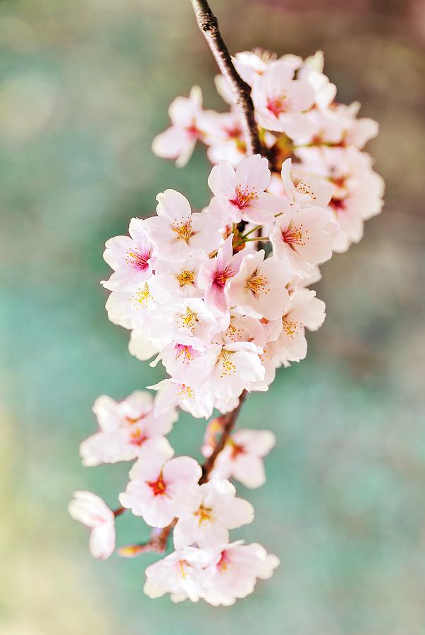 Sakura blossoms  Photograph by Marianna Mills