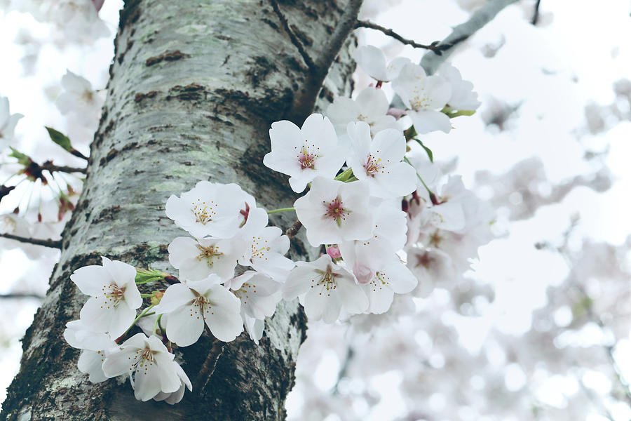 Sakura Blossoms Photograph by Rachel Morrison