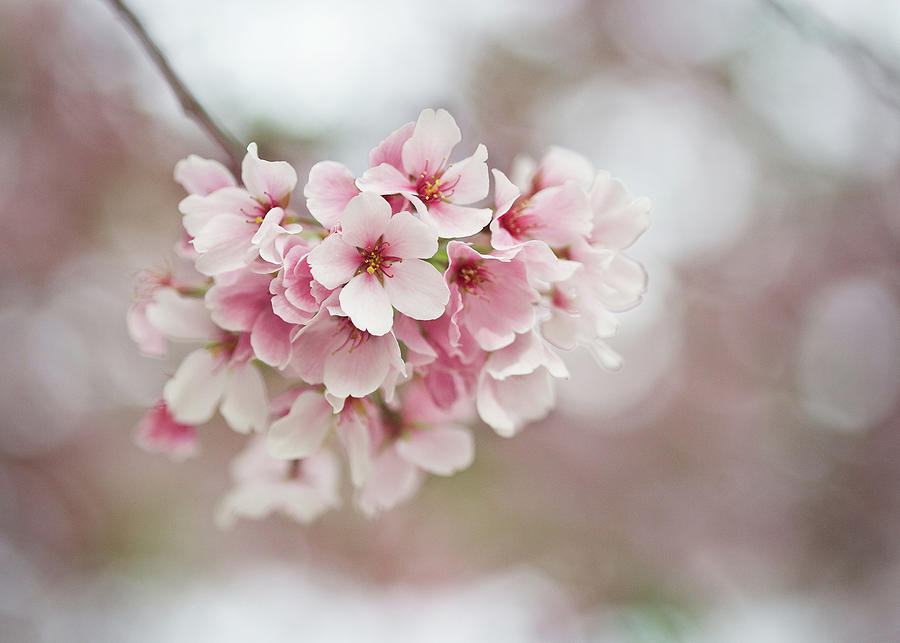 Sakura Bunch Photograph by Sarah Snodgrass | Fine Art America