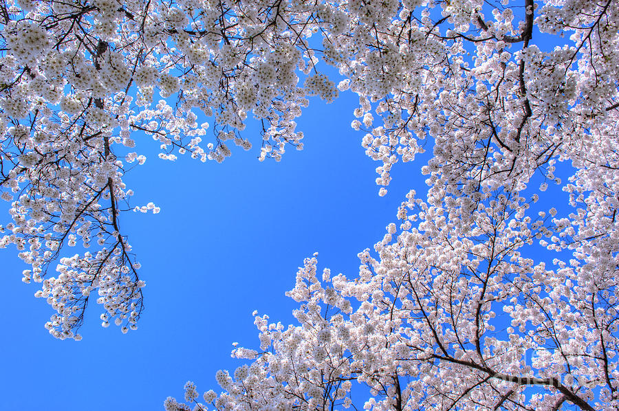 Sakura Cherry Blossoms Photograph by David Zanzinger