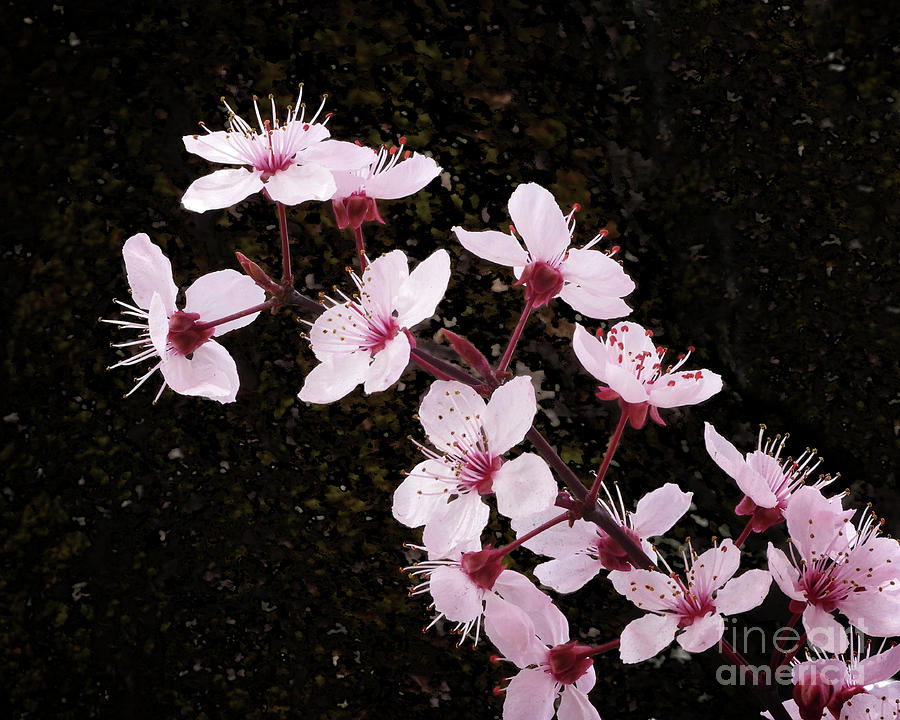 Sakura Cherry Blossoms Photograph by Scott Cameron