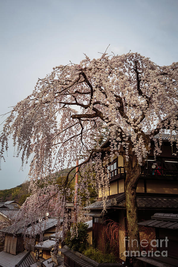 Sakura in Kyoto Photograph by Eva Lechner
