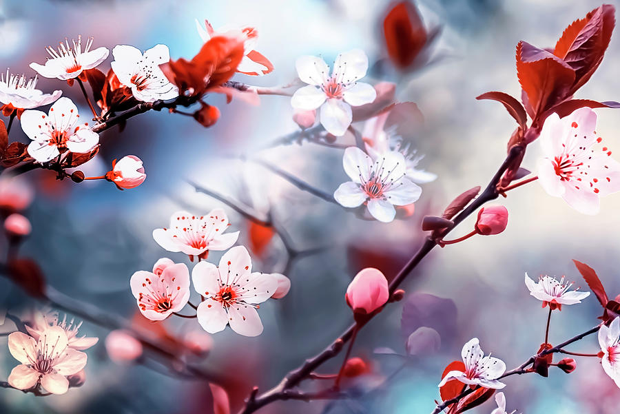 Flower Photograph - Sakura by Manjik Pictures