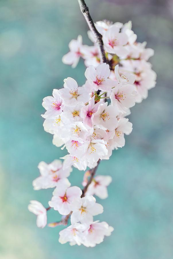 Sakura Photograph by Marianna Mills