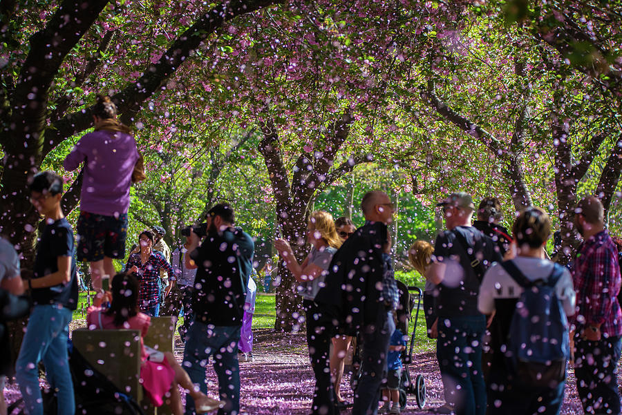 Sakura Matsuri Cherry Blossom Festival Photograph by Mark Roberts