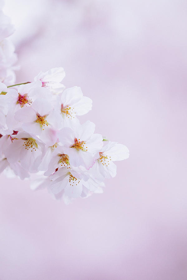 Sakura Mood Photograph by Yuka Kato