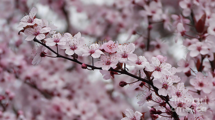 Sakura Sakura Photograph by Scott Cameron