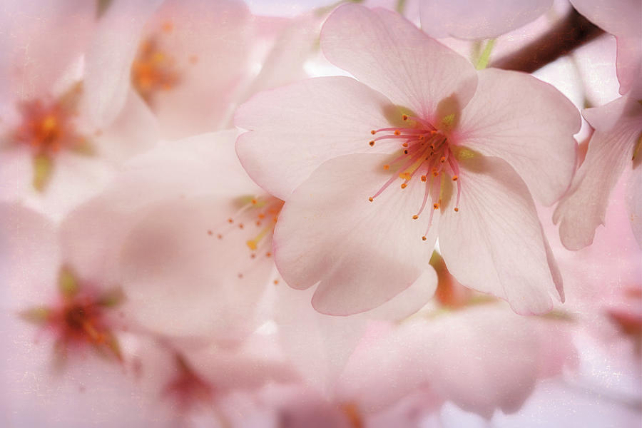 Sakura Photograph by Susan Rissi Tregoning