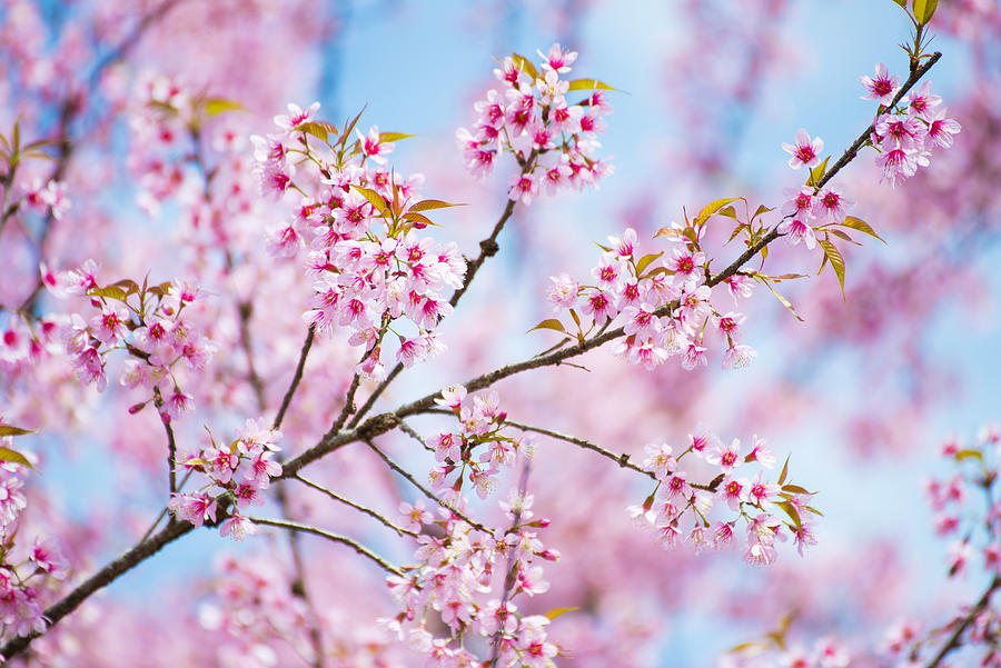 Sakura, Thai Cherry Blossom In Garden Photograph by MosayMay