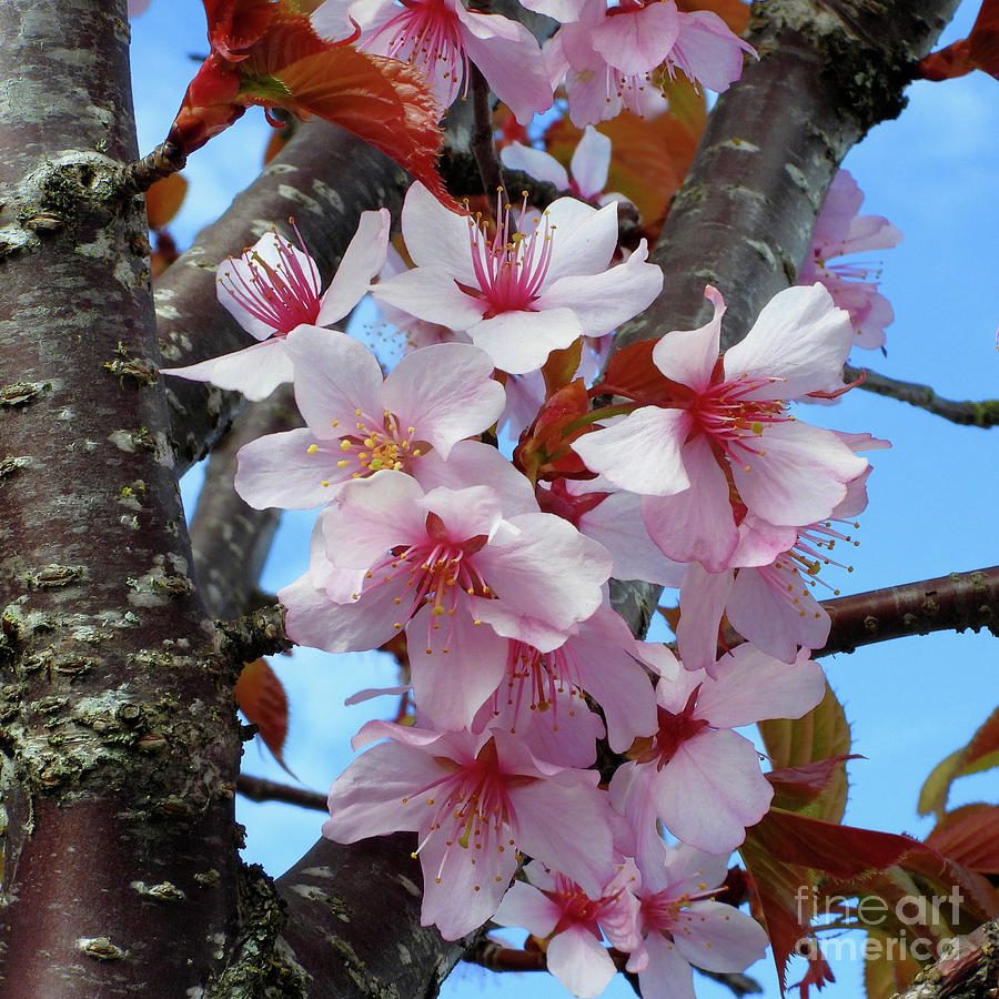 Sakura Tree Flowers Photograph by Scott Cameron