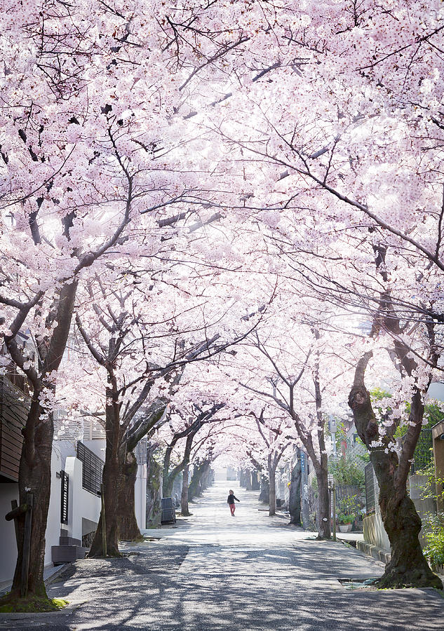 Sakura tunnel Japan Photograph by ©Yu Kodama