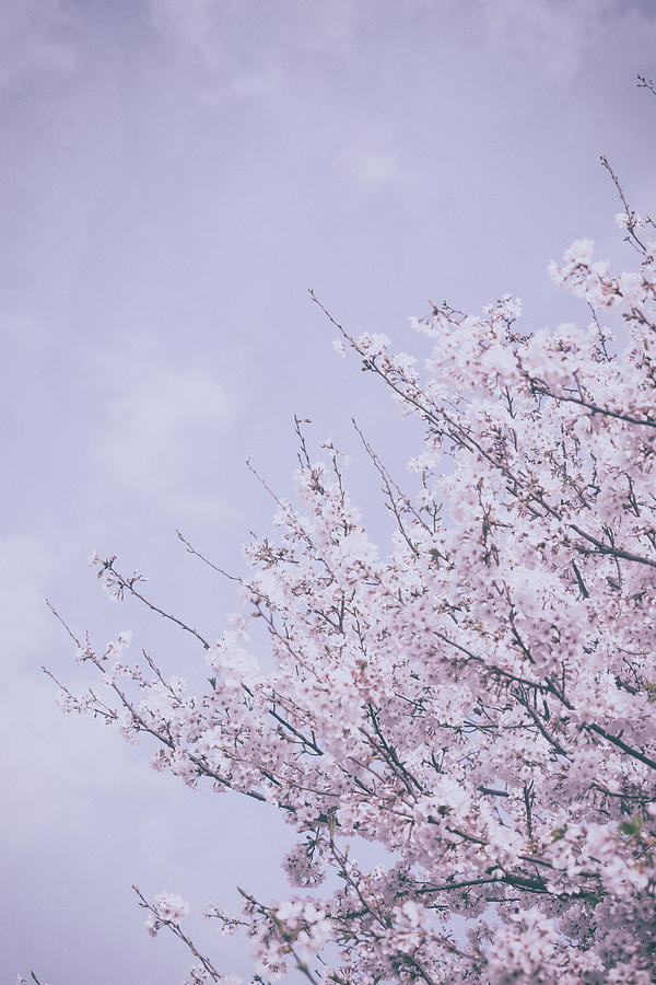 Sakura Vintage Photograph by Yuka Kato
