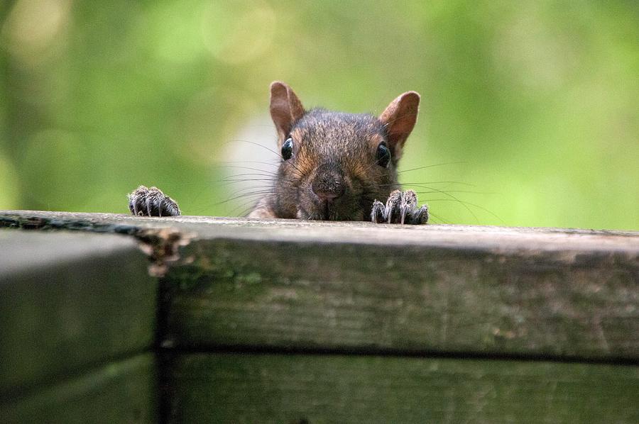 A Gray Squirrel Comes to Peek Photograph by Lieve Snellings