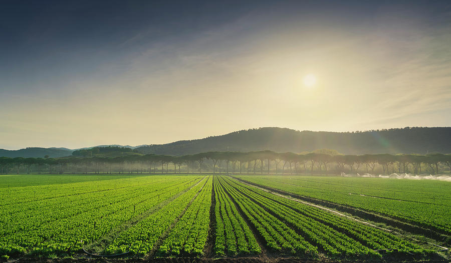 Salad fields cultivation in Maremma at sunrise. Photograph by Stefano Orazzini