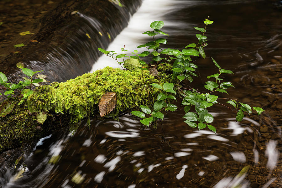 Salal and Moss by Robert Potts Salal and Moss by Robert Potts