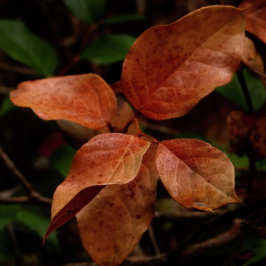 Salal Photograph - Salal Leaves by Cheryl Day