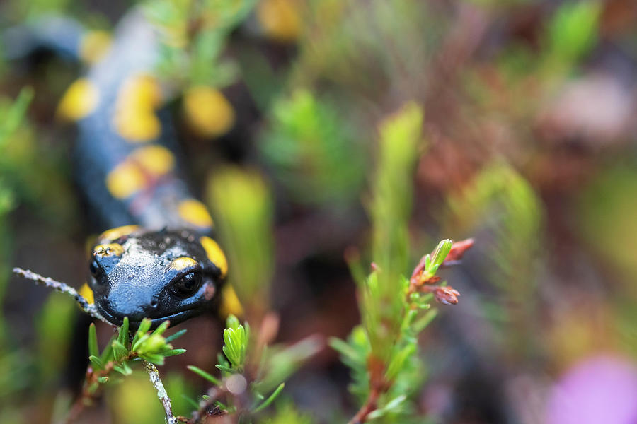 Salamander At Peneda Geres National Park Photograph