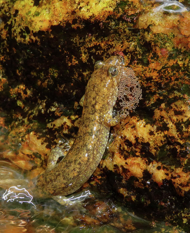 Salamander Clutch Photograph by Joshua Bales