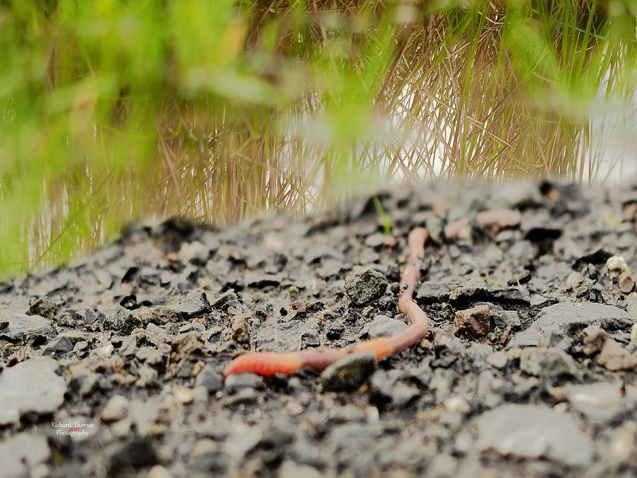 Salamander Food Photograph by Richard Thomas - Fine Art America