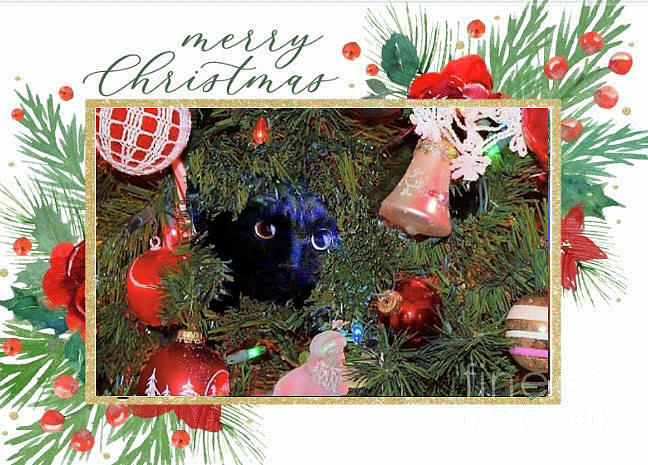 Salem in the Christmas tree Photograph by Janette Boyd