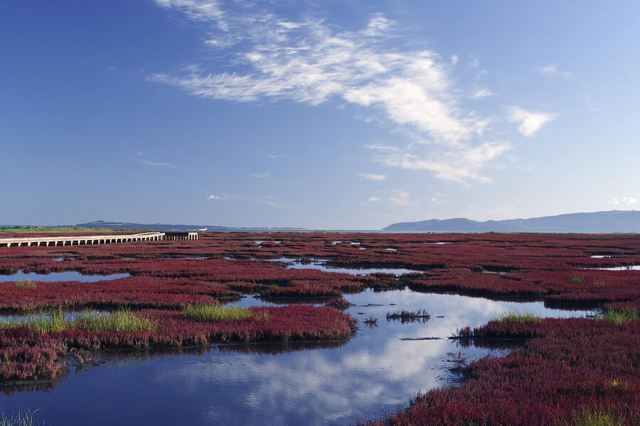 Salicornia at Lake Notoro. Abashiri, Hokkaido Prefecture, Japan Photograph by ASO FUJITA/amanaimagesRF