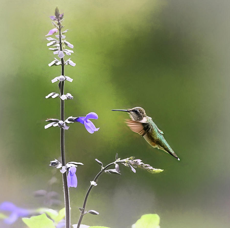 Hummingbird Photograph - Saliva Love  by Mary Lynn Giacomini
