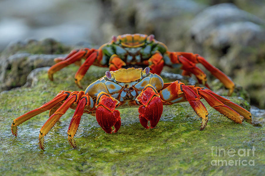 Sallly Lightfoot Crabs Looking at Us Photograph by Nancy Gleason