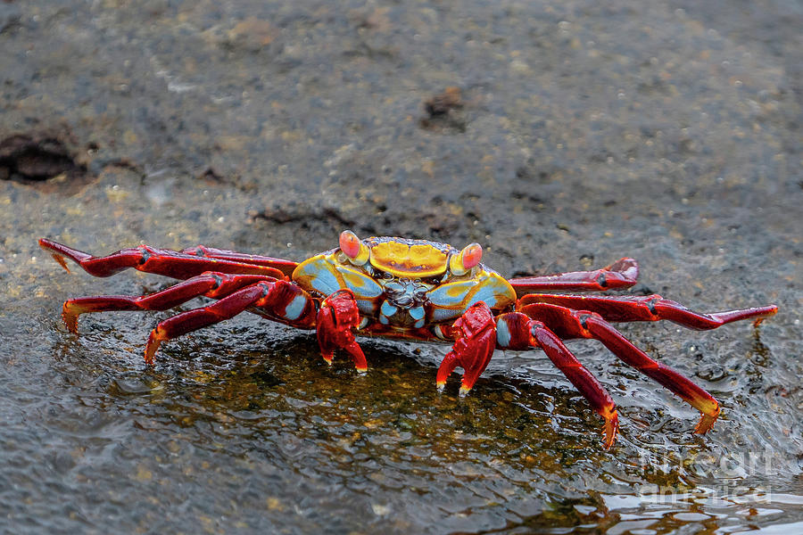 Sally Lightfoot Crab Blowing Bubbles Photograph by Nancy Gleason