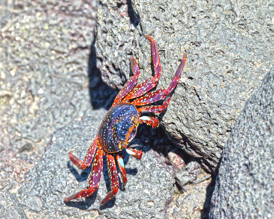 Wildlife Photograph - Sally Lightfoot Crab, Galapagos  by Catherine Sherman